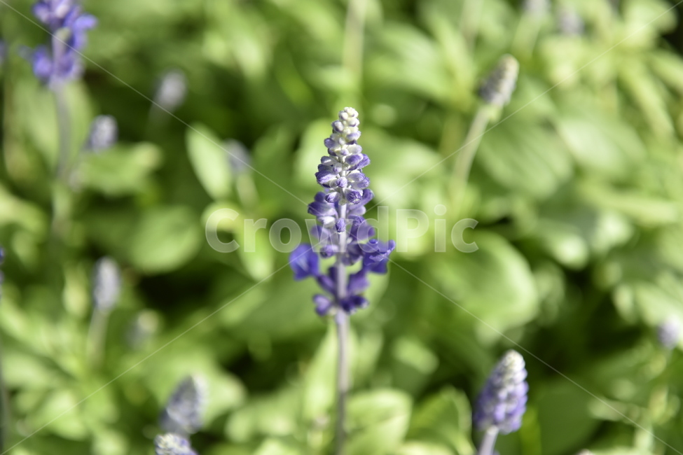 plant,lupin,flower,blossom,꽃