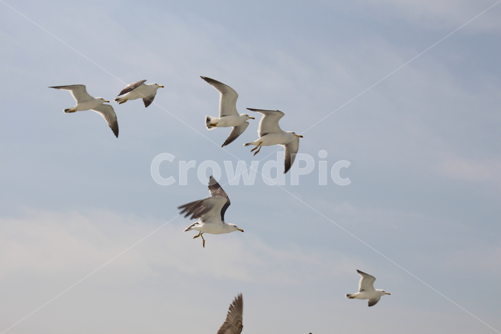 갈매기,바다,하늘,새,흰갈매기,자연,풍경,nature,landscape,동물,animal,조류,새,birds,bird,flying,나는