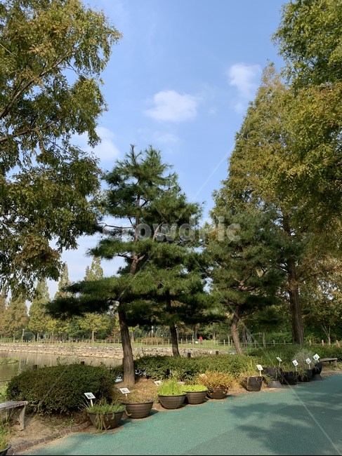 tree,나무,plant,식물,하늘,sky,풍경,landscape,scenery,도로,road,산책,화분,공원,park,자연,풍경,nature,landscape