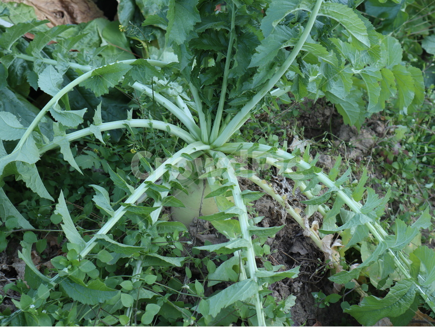 무,밭,식물,야채,음식,food,vegetable,plant,식물,자연,plants,nature
