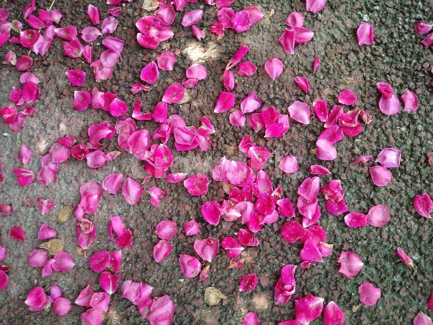 낙화,장미,붉은,빨강,레드,장미꽃,떨어진,핑크,분홍,로즈,petal,꽃잎,blossom,flower,꽃,plant,식물,ground,바닥,식물,자연,plants,nature,꽃,flower