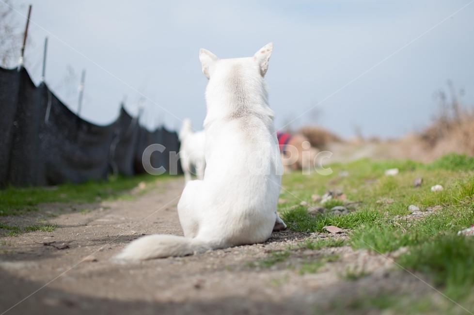 강아지,반려견,동물,개,발바리,동물,animal,포유류,mammal,개,강아지,dog,doggy