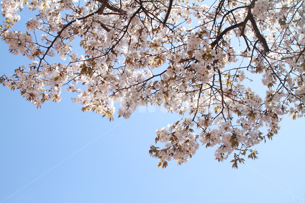 벚꽃,봄꽃,꽃놀이,분홍꽃,벚꽃놀이,봄,계절,spring,season,식물,자연,plants,nature,꽃,flower,plant,blossom