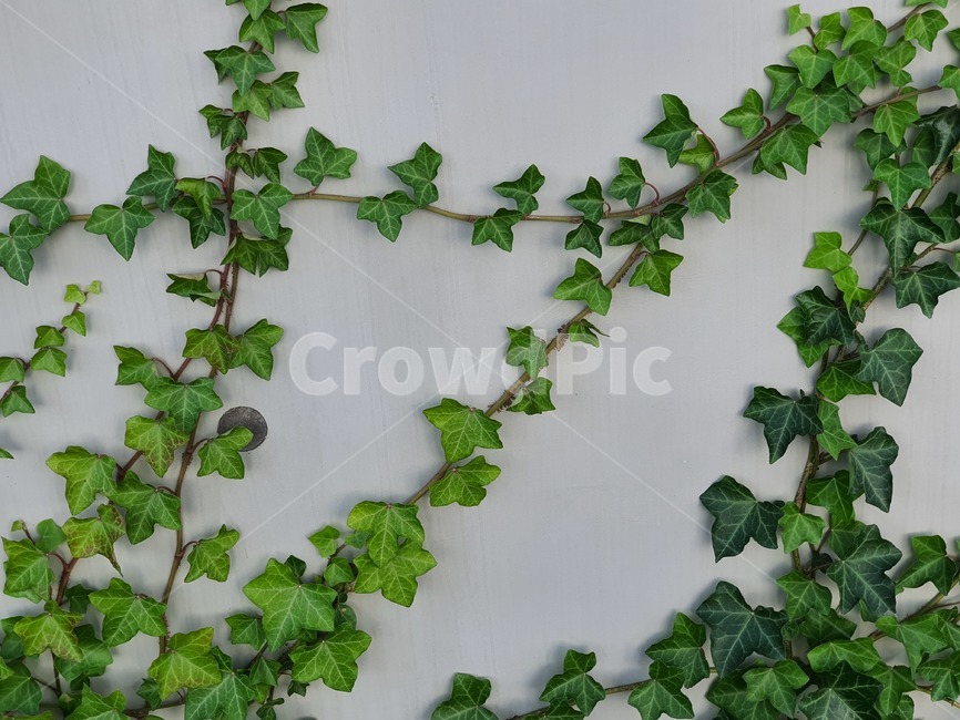 plant,식물,덩굴,넝쿨,넝쿨식물,vine,덩굴식물,벽,초록,엉키다,녹색,실록,담쟁이,선명한,색상,싱싱한,신선한,자연,담장,나뭇잎,공원,야외,풍성한,배경,백그라운드,background,식물,자연,plants,nature
