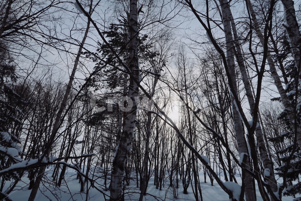 숲,겨울,나무,해,빛,삿포로,일본,눈,겨울,계절,winter,season,자연,풍경,nature,landscape,식물,plants,나무,trees,wood,tree,plant