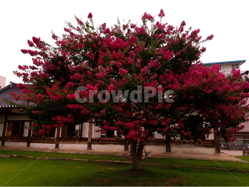 베롱나무,꽃,핑크,풍경,집,한국전통,한국문화,korean traditional,korean culture,식물,자연,plants,nature,나무,trees,wood