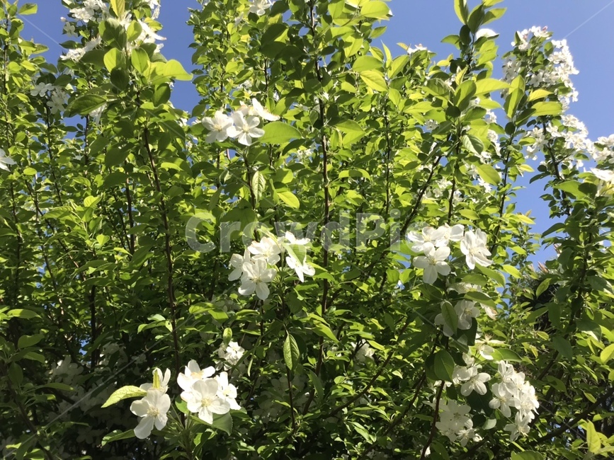 사과꽃,꽃,꽃나무,나무,사과나무,밝은,하얀색,하얀꽃,appleblossoms,appletree,자연,푸른,초록빛