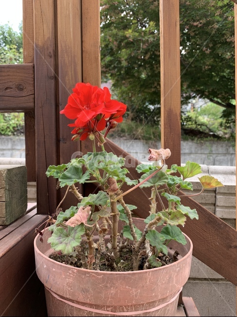 화분꽃,빨간꽃,화분,꽃,여름꽃,식물