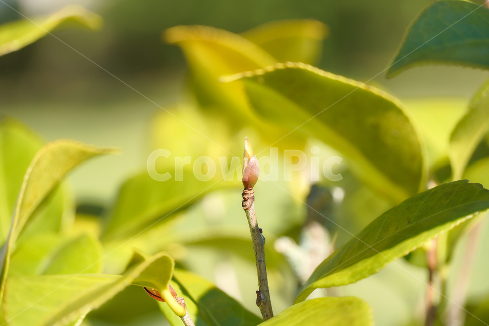 꽃,자연,접사,녹색,힐링,신선함,안식처,season,plants,nature,flower,sensible,feeling,색깔,색상,색채,색감,colorsense,colorsensitivity