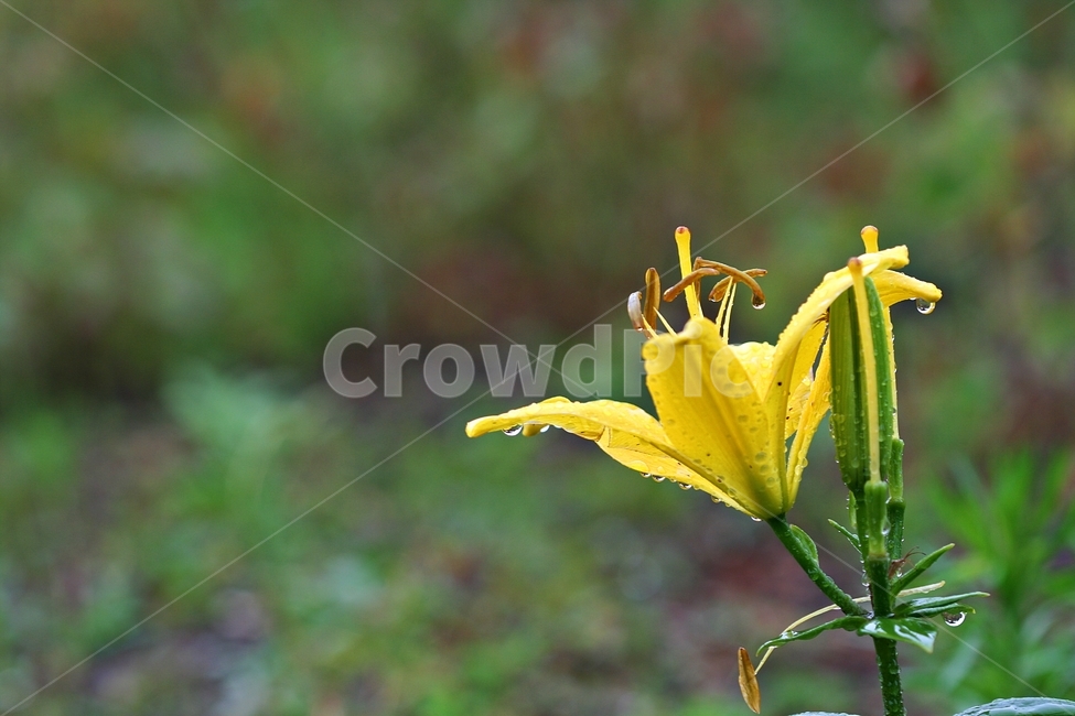 꽃,식물,자연,봄꽃,화려한,아름다움,식물,자연,plants,nature,꽃,flower