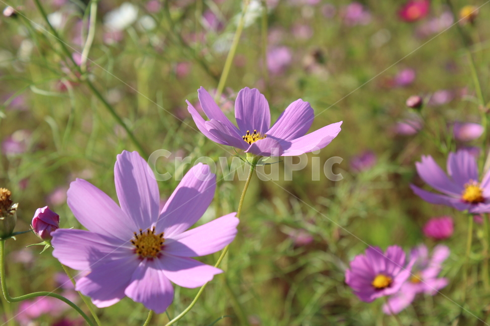 코스모스,가을,flower,꽃,식물,자연,계절,꽃밭,가을,계절,fall,autumn,season,plant,geranium,제라늄,blossom
