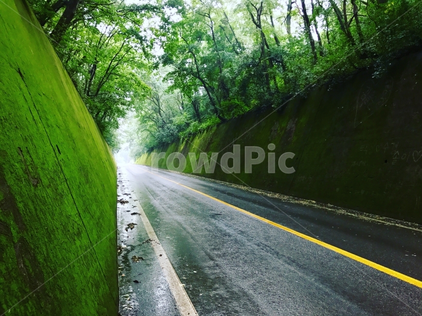 단양,이끼,도로,비,여름,자연,풍경,nature,landscape,휴식,힐링,rest,relaxation,healing,교통,교통수단,traffic,transportation,road,asphalt,아스팔트,highway,고속도로,freeway,고속 도로
