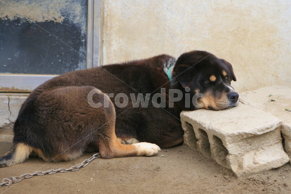 개,동물,포유류,반려동물,애완동물,애완동물,강아지,dog,pet,animal