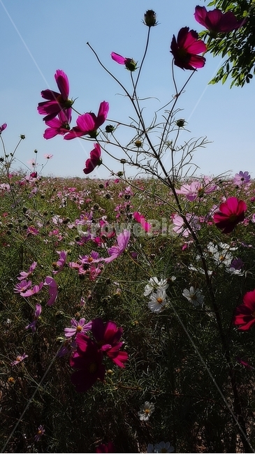 들꽃,코스모스,자줏빛,분홍,하늘,가을,가을,계절,fall,autumn,season,식물,자연,plants,nature,꽃,flower,blossom,geranium,제라늄,plant