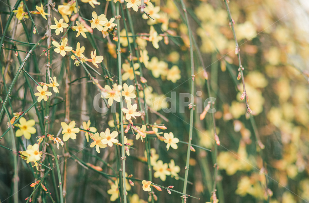 영춘화,봄,꽃,봄꽃,노랑,식물,자연,감성,감성사진,담벼락,노란꽃,flower,palant,spring,emotion,nature,feeling,힐링,봄,계절,spring,season,식물,자연,plants,nature,꽃,flower
