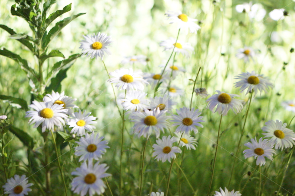 마가렛꽃,봄,흰색,풍경,꽃,빛,식물,자연,plants,nature,꽃,flower