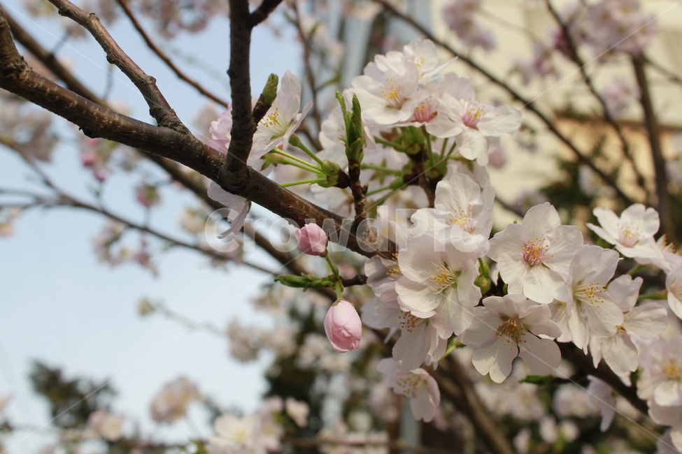 봄,벚꽃,벚꽃나무,꽃,봄꽃,봄의시작,식물,자연,plants,nature,꽃,flower