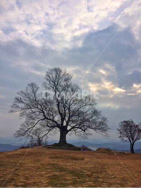 사랑나무,성흥산사랑나무,나무,풍경,성흥산성,식물,자연,plants,nature,나무,trees,wood