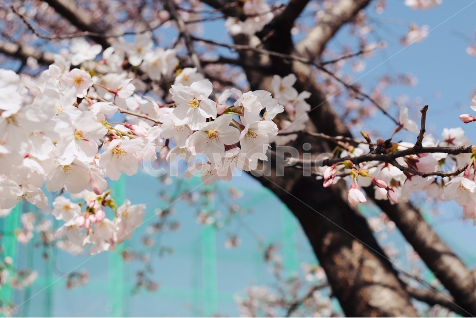 봄,자연,꽃,벚꽃,나무,spring,봄,계절,spring,season,plant,식물,flower,blossom,cherry blossom