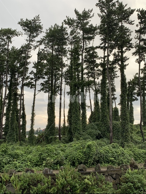 나무,숲,자연,풍경,식물,웅장함,배경
