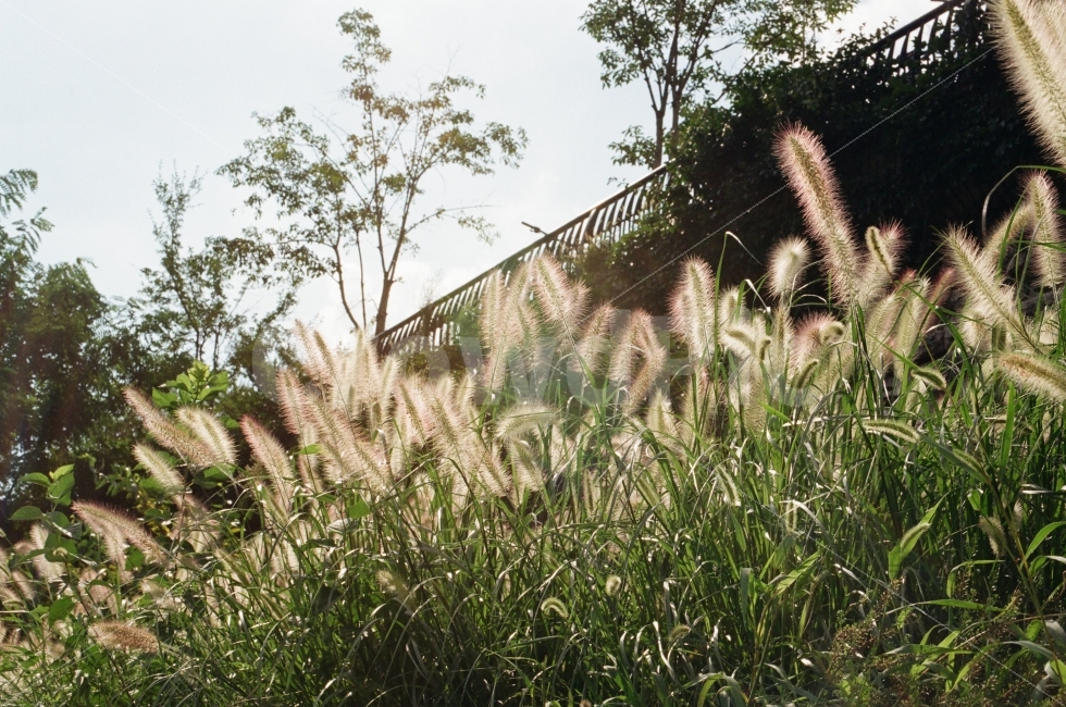 풀,여름,계절,자연,풍경,하늘,필름,필름사진,필름카메라,감성사진,plants,nature,green,sky,summer,film,filmcamera,35mm,초록색,강아지풀,식물,자연,plants,nature,감성,sensible,feeling