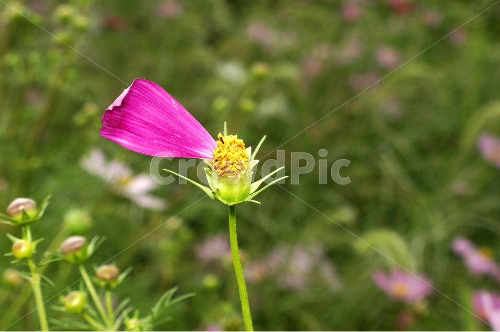 자연,식물,코스모스,가을,꽃,가을,계절,fall,autumn,season,식물,자연,plants,nature,꽃,flower,plant