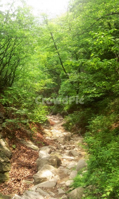 산,산속,나무,여름,초록빛