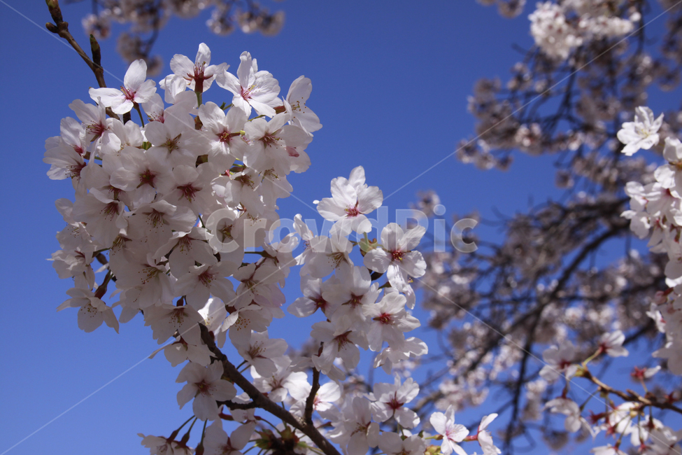 벚꽃,봄,하늘,바탕화면,배경화면,자연,계절,plants,nature,spring,season,flaower,봄,계절,spring,season,식물,자연,plants,nature,꽃,flower,plant,blossom