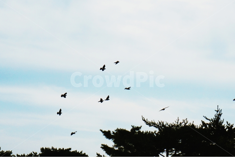 하늘,새,나무,감성,그림자,자연,풍경,nature,landscape,동물,animal,조류,새,birds,bird,flying,나는