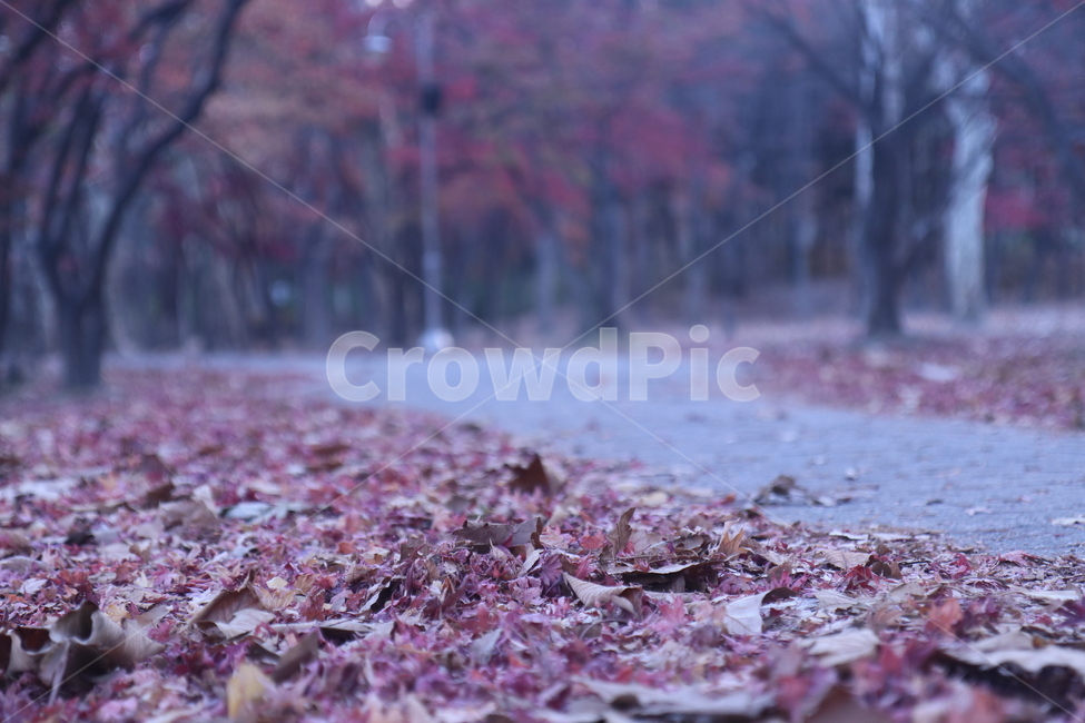 공원,늦은가을,바닥에,떨어진,단풍잎,가로등