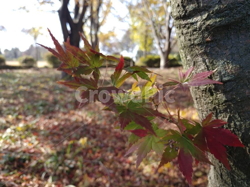 단풍,가을단풍,가을,엽록소,maple,leaf,잎,plant,식물,tree,나무,가을,계절,fall,autumn,season
