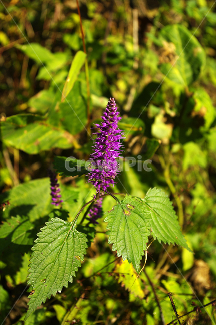 꽃,풀,flower,식물,color,식물,자연,plants,nature,꽃,flower