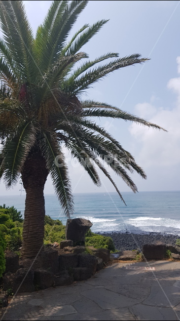 제주도,제주,해변,풍경,경치,식물,자연,plants,nature,나무,trees,wood