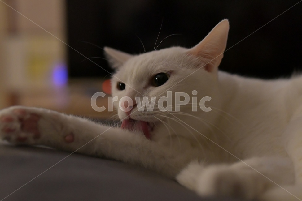 고양이,반려묘,반려동물,동물,그루밍,캣,코숏,cat,animal,kitten,kitty,동물,animal,포유류,mammal,고양이,cat,kitten,kitty