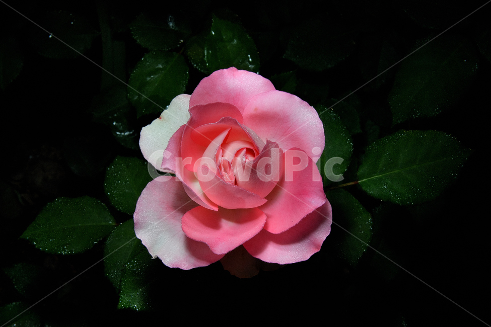 장미,장미꽃,꽃사진,식물,꽃,식물,자연,plants,nature,꽃,flower