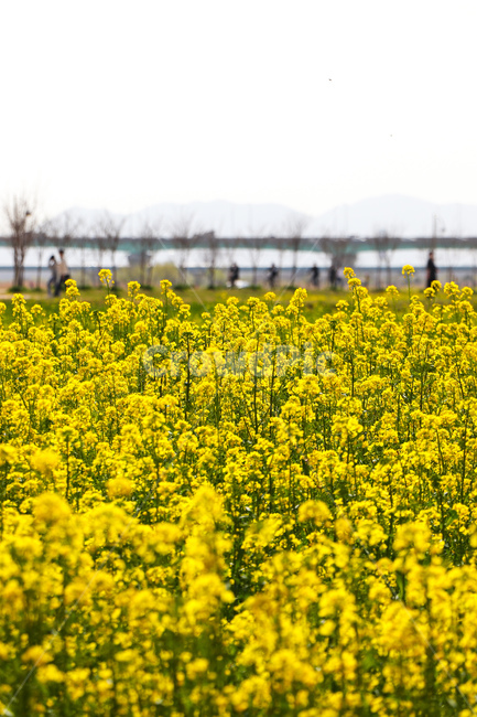꽃,flower,식물,blossom,field,들,outdoors,옥외,nature,grassland,farm,농장,rural,농촌,meadow,자연,countryside,목초지,식물,자연,plants,nature,꽃,flower