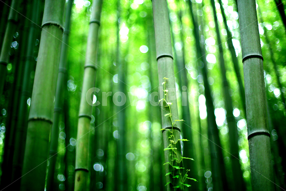 대나무,죽녹원,힐링,스냅,감성,자연,풍경,식물,자연,plants,nature,휴식,힐링,rest,relaxation,healing