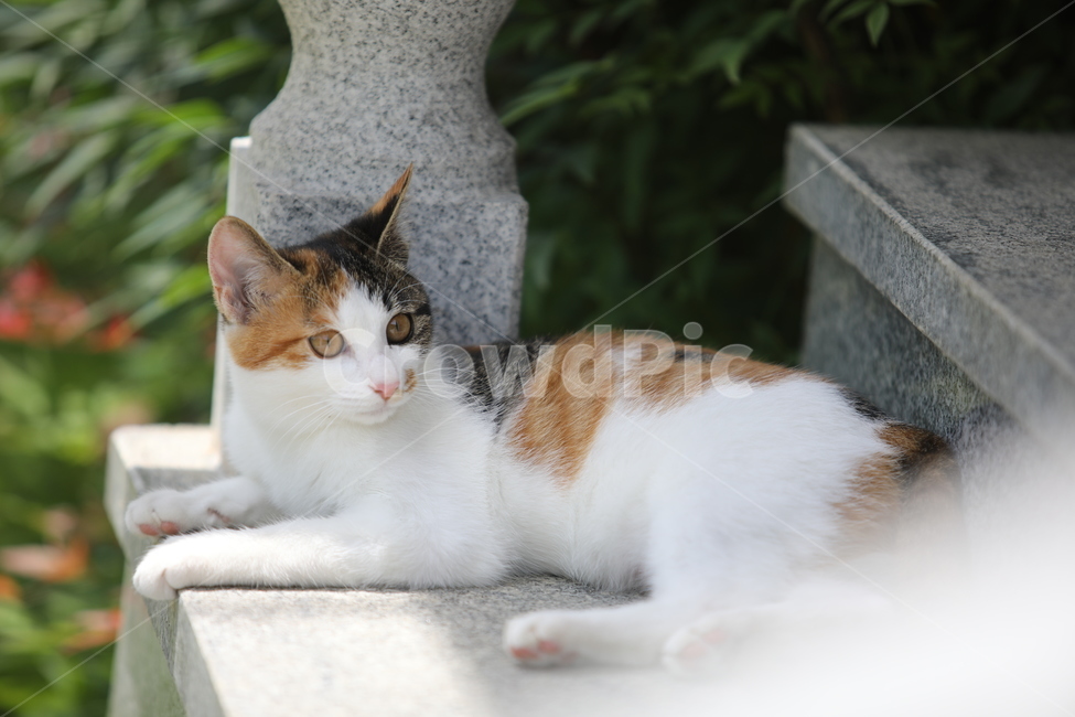 고양이,애완동물,반려동물,동물,cat,반려묘,애완묘,도도함,동물,animal,포유류,mammal,고양이,cat,kitten,kitty