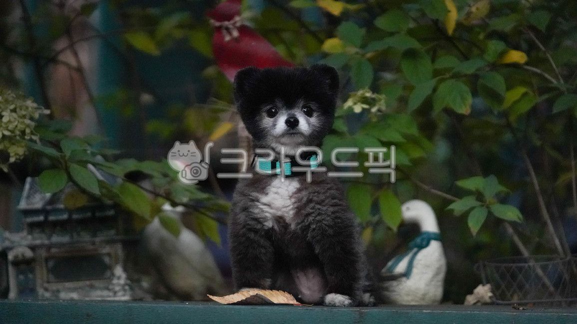 sitting puppy,black puppy,duck doll,doll,puppy,pomeranian,garden,bear,autumn,sitting