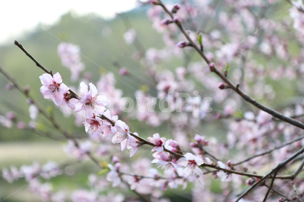 봄,꽃,봄꽃,3월,자연,식물,분홍색,봄냄새,spring,march,flower,봄,계절,spring,season,식물,자연,plants,nature,꽃,flower,plant,blossom