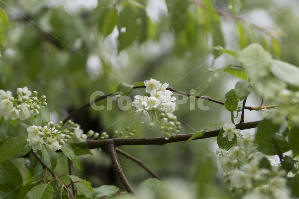 plant,식물,비,rain,꽃망울,식물,자연,plants,nature,꽃,flower