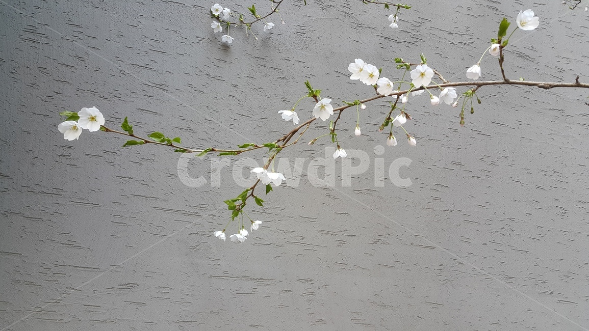 벚꽃,벚꽃나무,봄꽃,나무,식물,봄,계절,spring,season,자연,풍경,nature,landscape,식물,plants,꽃,flower,blossom,petal,꽃잎,plant