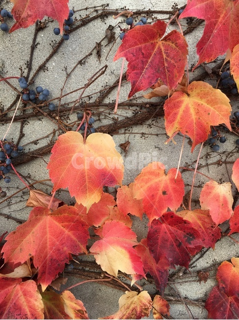 가을,담쟁이,빛,쓸쓸함,낙엽,가을,계절,fall,autumn,season,leaf,잎,plant,식물,tree,나무