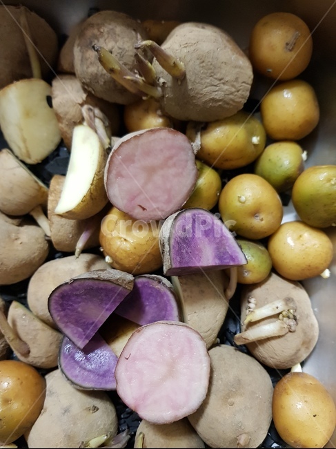 감자심기,감자싹,홍감자,보라감자,씨감자,씨감자소독,씨감자자르기,plant,식물