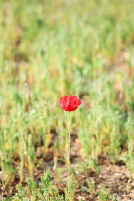 꽃,나홀로,빨강,수원,광교,광교호수공원,나홀로꽃,캐논,식물,자연,plants,nature,꽃,flower