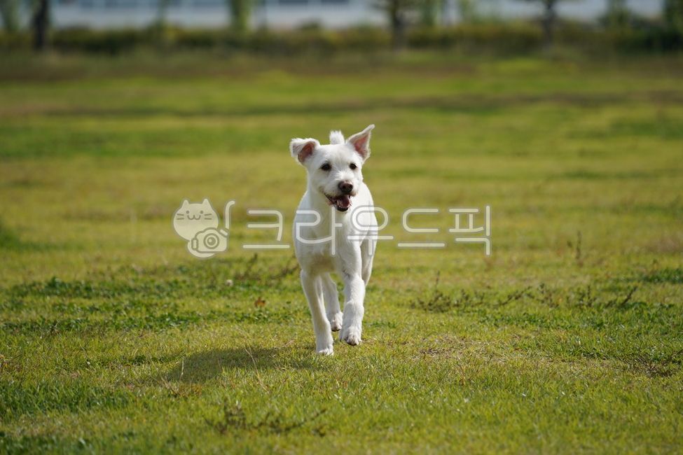 개,강아지,흰개,흰강아지,얼굴,코,눈,혀,잡종,시고르자브종,공원,풀,잔디