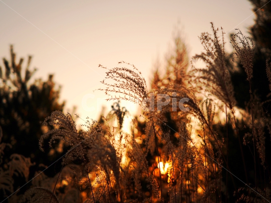 가을,단풍,자연,감성,노을,가을,계절,fall,autumn,season,자연,풍경,nature,landscape,grass,잔디,plant,식물,lawn,reed,갈대