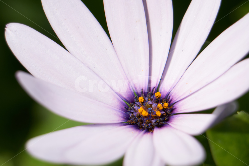 꽃,접사,생화,flower,식물,plant,nature,초접사,꽃잎,코스모스,꽃,flower