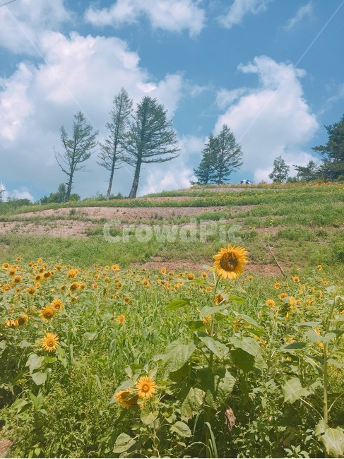 꽃,나무,식물,flower,구름,산,tree,sky,해바라기