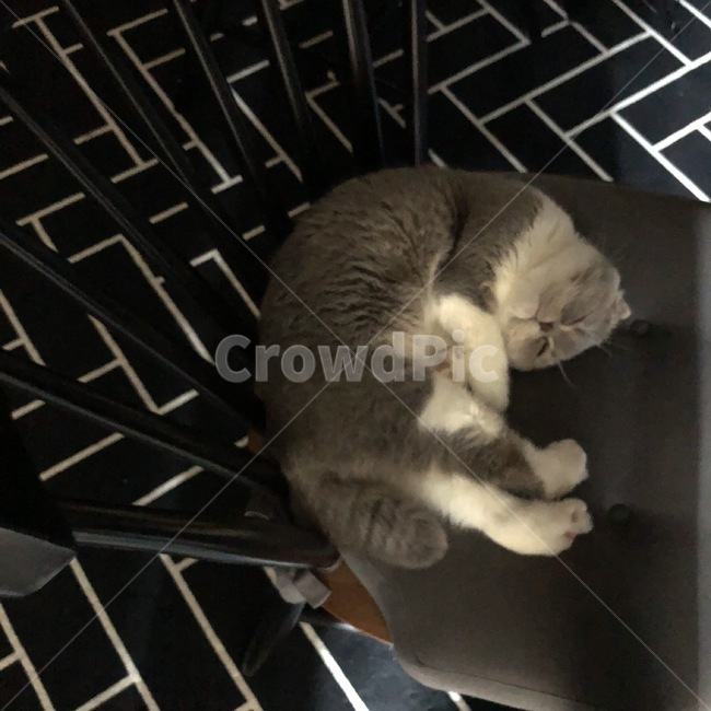 고양이,새끼고양이,잠,수면,휴식,큐티,냥,냥이,스코티쉬폴드,스코티시폴드,애완동물,잠만보,동물,animal,포유류,mammal,고양이,cat,kitten,kitty